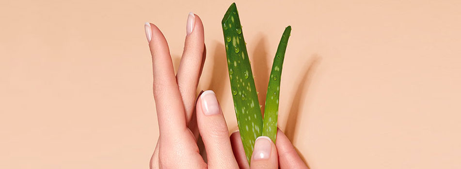 Zwei gepflegte Hände halten ein frisches Aloe-Vera-Blatt mit Wassertropfen. Der Hintergrund ist in einem warmen Beigeton gehalten, die Szene vermittelt Natürlichkeit und Hautpflege.