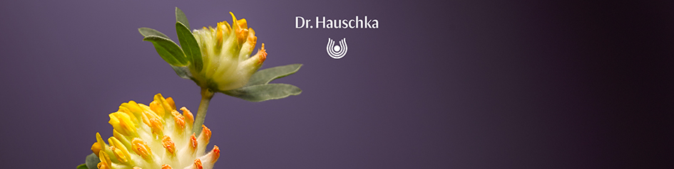 Werbebild von Dr. Hauschka: Nahaufnahme einer gelb-orange blühenden Pflanze mit grünen Blättern vor violettem Hintergrund. Darüber steht das Dr. Hauschka-Logo in Weiß – ein Motiv, das die natürliche Herkunft und Pflanzenkraft der Marke betont.